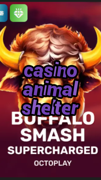 casino animal shelter-w4cy2mdjlx2bf.com